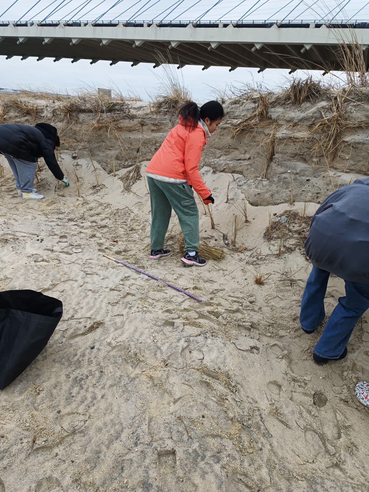 Scouts planting sea grass along Delaware coastline